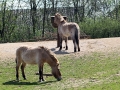 030 GaiaZoo 2015.jpg