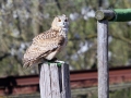 031 GaiaZoo 2015.jpg