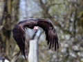 034 GaiaZoo 2015.jpg