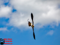 001-Falconcrest-Roofvogel-Park-Eindhoven