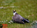 002-Falconcrest-Roofvogel-Park-Eindhoven