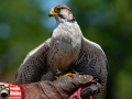 003-Falconcrest-Roofvogel-Park-Eindhoven