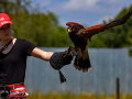 004-Falconcrest-Roofvogel-Park-Eindhoven