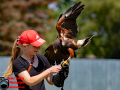 006-Falconcrest-Roofvogel-Park-Eindhoven