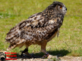 008-Falconcrest-Roofvogel-Park-Eindhoven