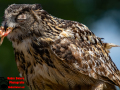 009-Falconcrest-Roofvogel-Park-Eindhoven