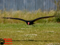 013-Falconcrest-Roofvogel-Park-Eindhoven