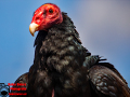 015-Falconcrest-Roofvogel-Park-Eindhoven