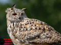 020-Falconcrest-Roofvogel-Park-Eindhoven