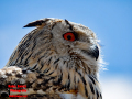 021-Falconcrest-Roofvogel-Park-Eindhoven
