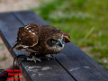 022-Falconcrest-Roofvogel-Park-Eindhoven