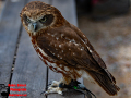023-Falconcrest-Roofvogel-Park-Eindhoven