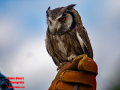 024-Falconcrest-Roofvogel-Park-Eindhoven