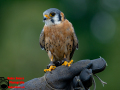 025-Falconcrest-Roofvogel-Park-Eindhoven