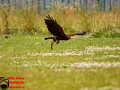 027-Falconcrest-Roofvogel-Park-Eindhoven