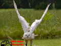 029-Falconcrest-Roofvogel-Park-Eindhoven