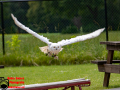 031-Falconcrest-Roofvogel-Park-Eindhoven