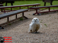 032-Falconcrest-Roofvogel-Park-Eindhoven