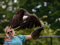 036-Falconcrest-Roofvogel-Park-Eindhoven