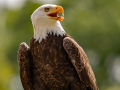 037-Falconcrest-Roofvogel-Park-Eindhoven