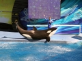043-sea-world